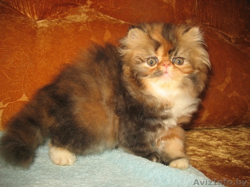 Персидские котята_____) - Изображение #1, Объявление #346337