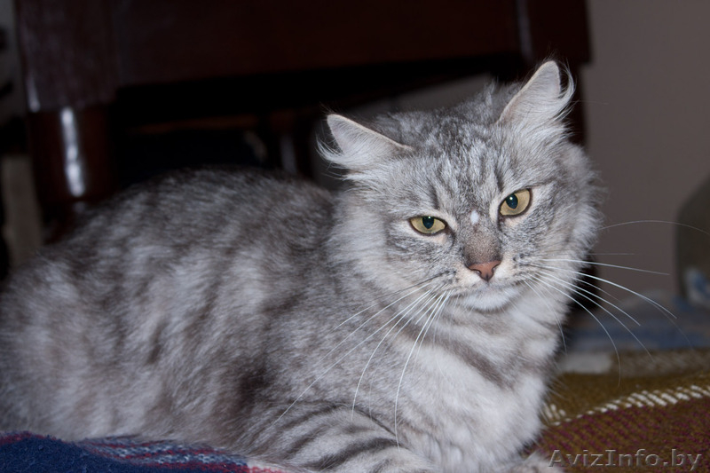 Кошечка ищет дом! - Изображение #3, Объявление #348560