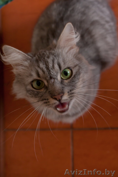 Кошечка ищет дом! - Изображение #2, Объявление #348560