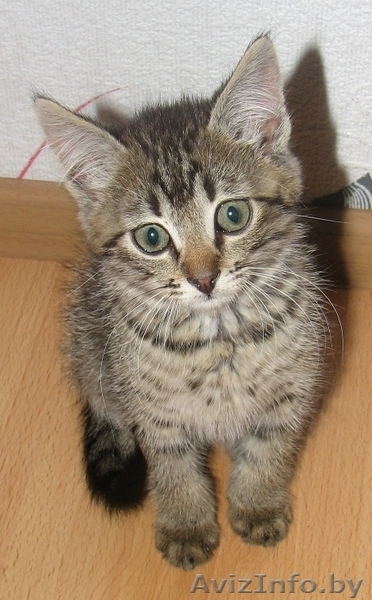ласковый и общительный котёнок ищет лучших хозяев - Изображение #2, Объявление #343974