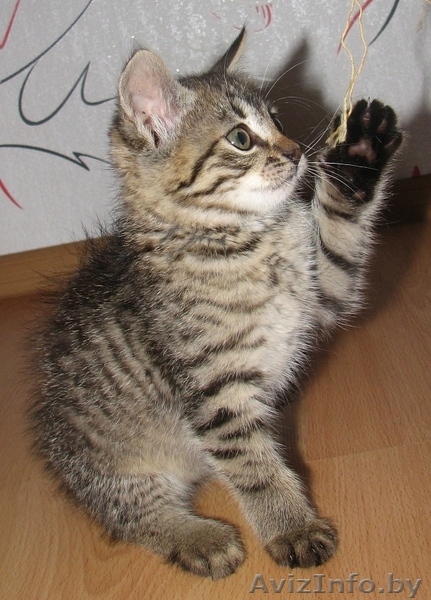 ласковый и общительный котёнок ищет лучших хозяев - Изображение #5, Объявление #343974