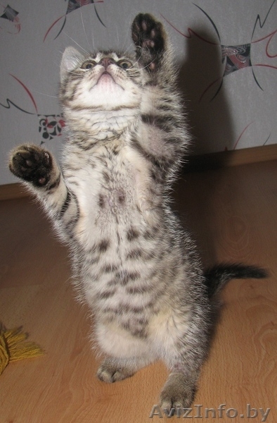 ласковый и общительный котёнок ищет лучших хозяев - Изображение #7, Объявление #343974