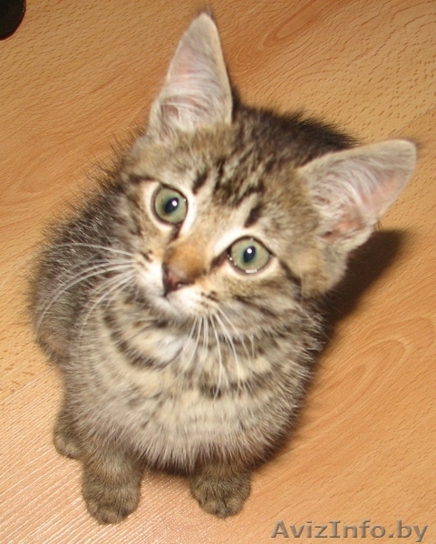 ласковый и общительный котёнок ищет лучших хозяев - Изображение #8, Объявление #343974