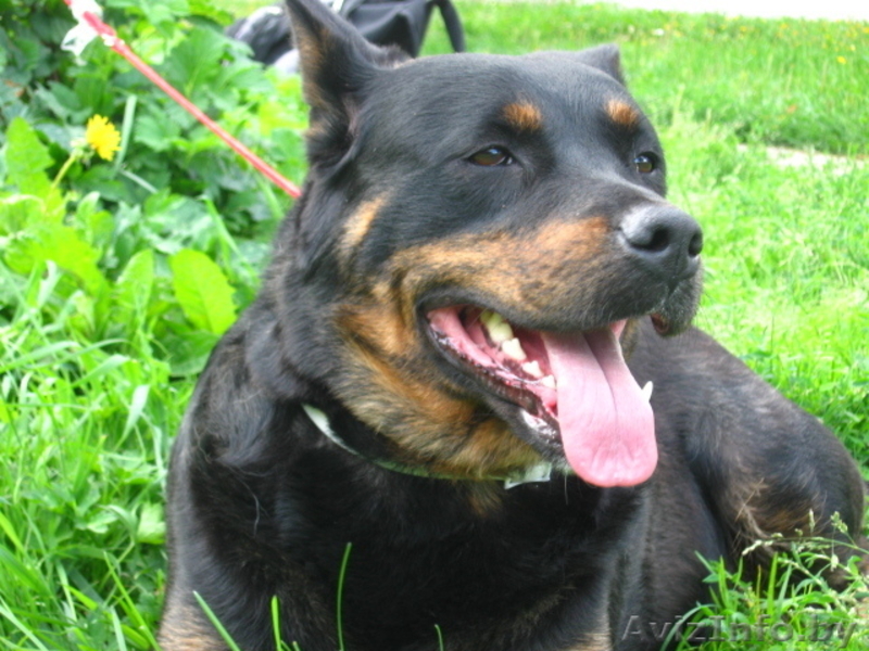 Собака Дана ищет новых любящих хозяев - Изображение #3, Объявление #367364