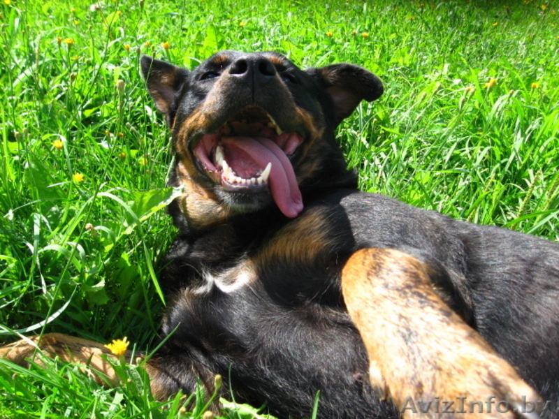 Собака Дана ищет новых любящих хозяев - Изображение #4, Объявление #367364