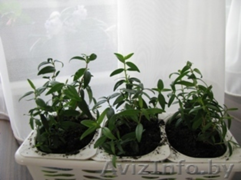 Комнатные растения  - Изображение #7, Объявление #289161