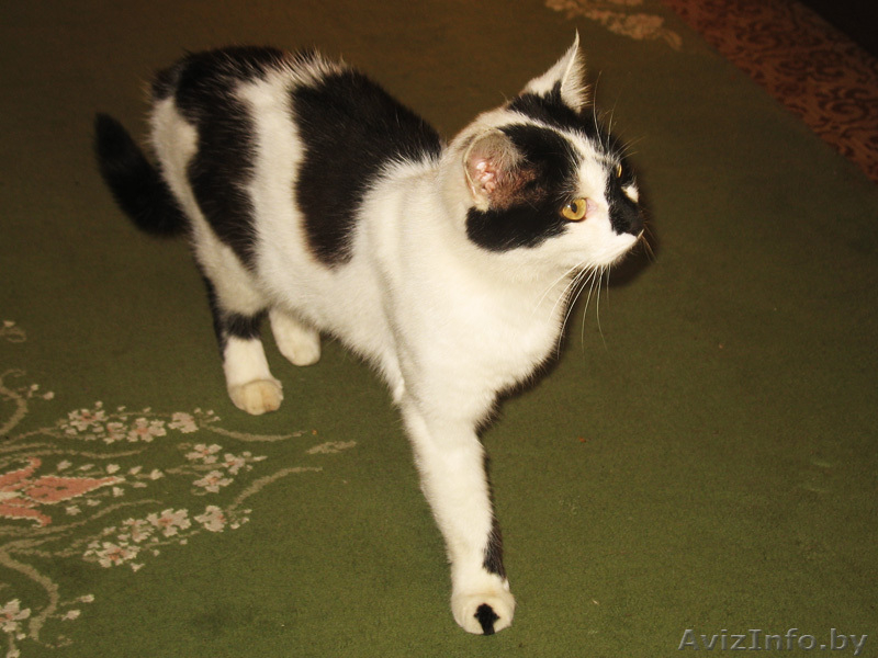 Кошка-мышеловка в дар Подарю кошку Кошки в дар Подарю кошек - Изображение #4, Объявление #349733