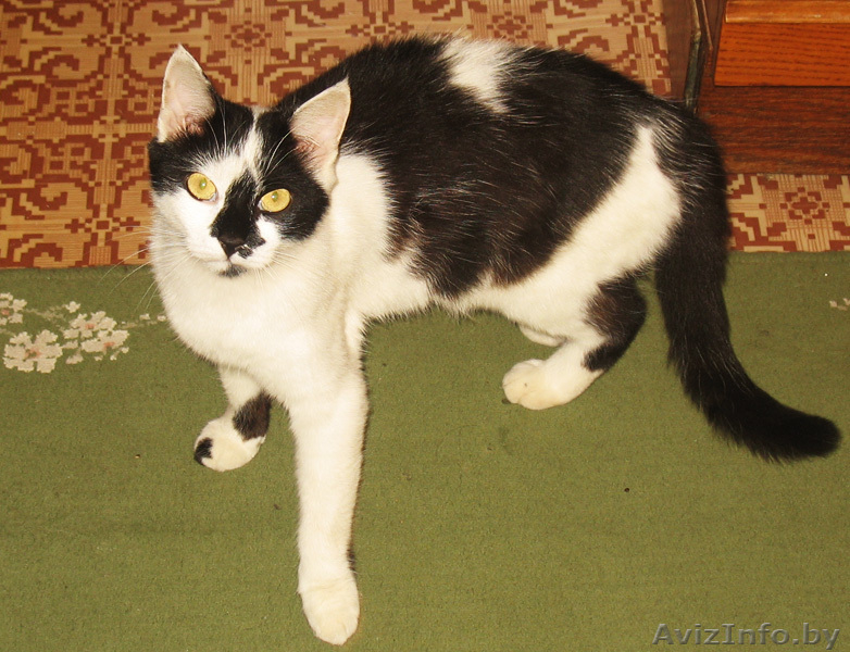 Кошка-мышеловка в дар Подарю кошку Кошки в дар Подарю кошек - Изображение #3, Объявление #349733