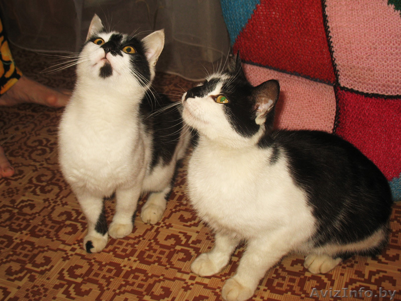 Кошка-мышеловка в дар Подарю кошку Кошки в дар Подарю кошек - Изображение #1, Объявление #349733