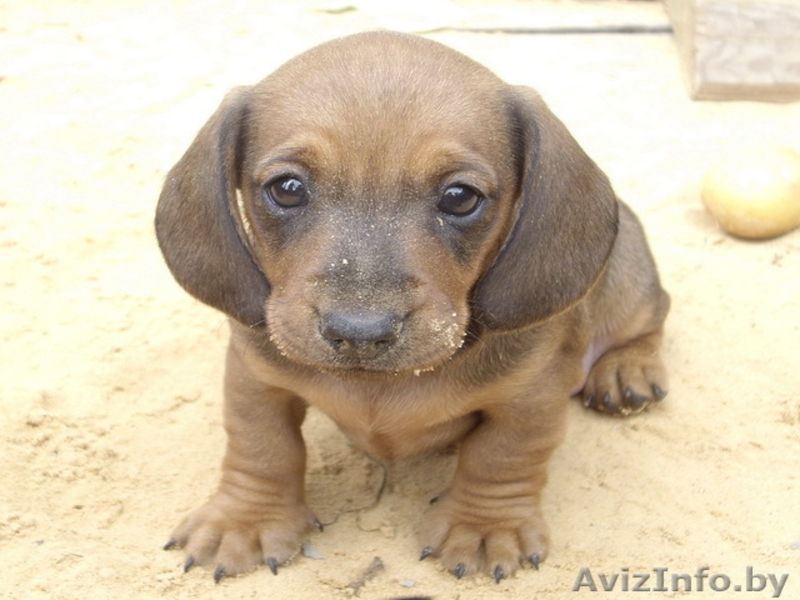 Таксы карликовой элитные щенки - Изображение #1, Объявление #353270