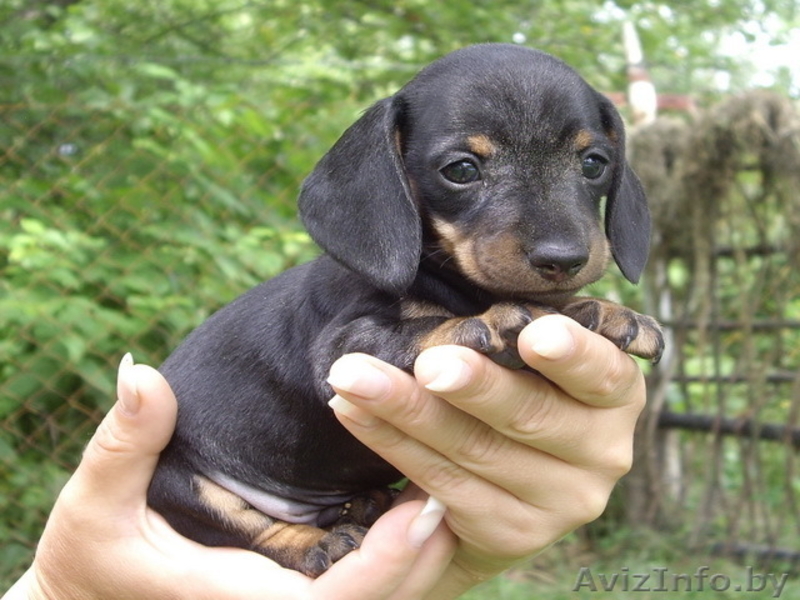 Таксы карликовой элитные щенки - Изображение #2, Объявление #353270