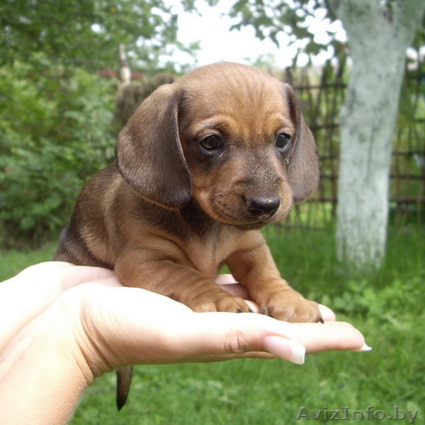 Таксы карликовой элитные щенки - Изображение #4, Объявление #353270