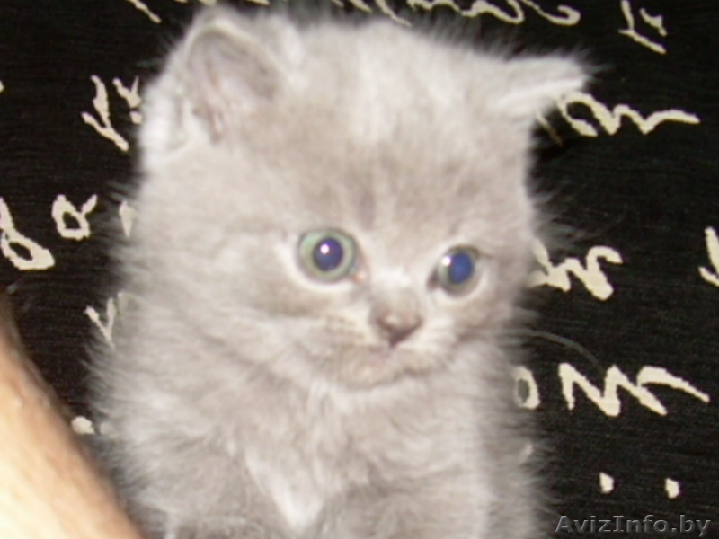 Британские котятаЧистокровные британские котята-медвежата, голубого окраса, маль - Изображение #1, Объявление #365346