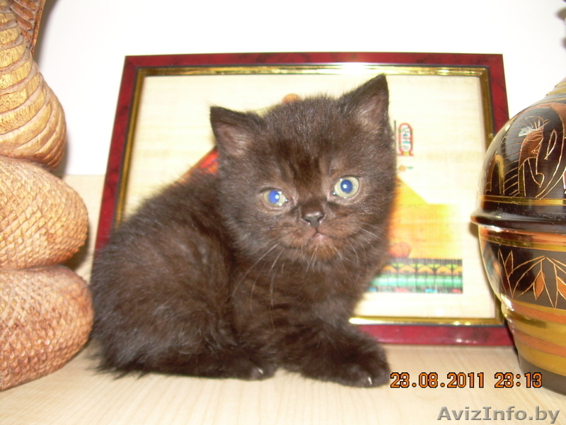 Британские котятаЧистокровные британские котята-медвежата, голубого окраса, маль - Изображение #2, Объявление #365346