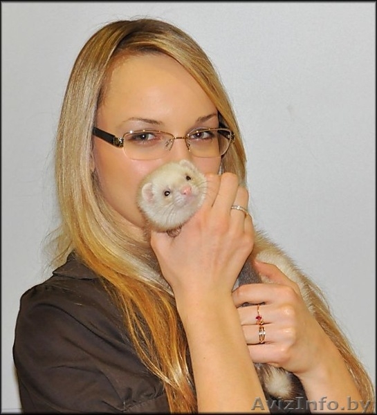 Хорек декоративный (Фретка) Питомник "Fluffy Brilliant" - Изображение #5, Объявление #340684