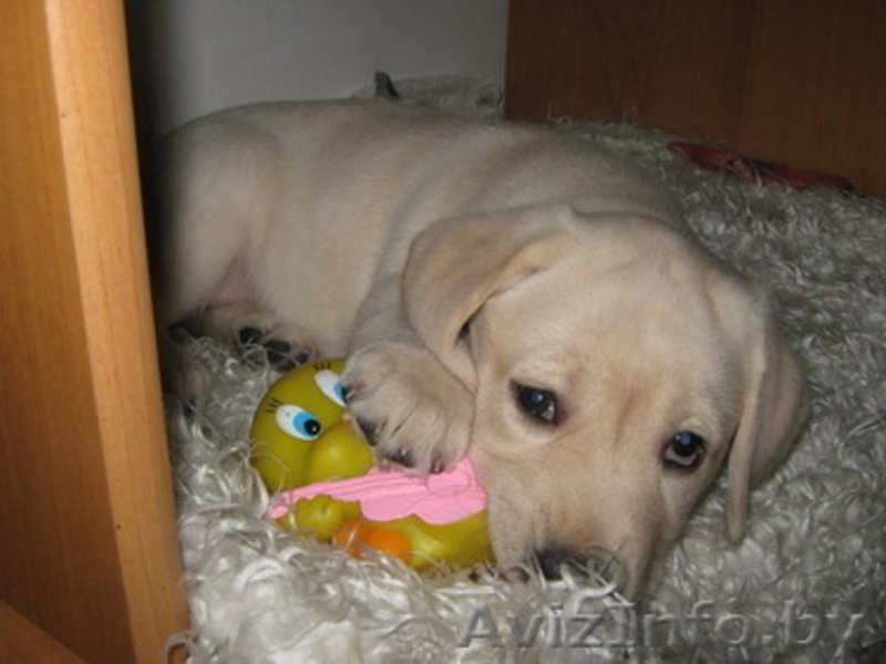 Продается лабрадор - Изображение #1, Объявление #357727