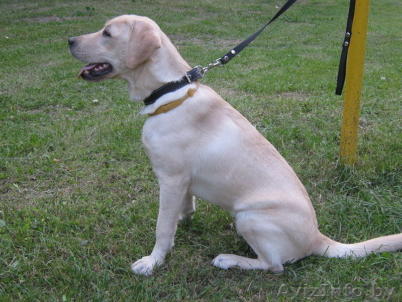 Продается лабрадор - Изображение #2, Объявление #357727