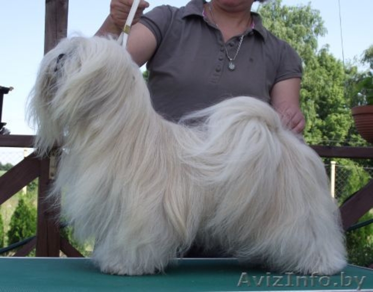 Щенки Лхаса Апсо - Изображение #1, Объявление #364608