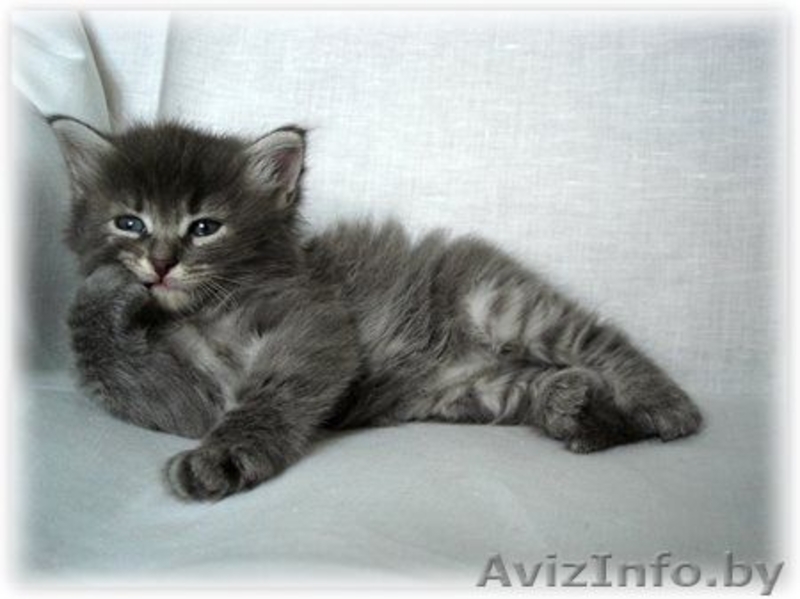 Сибирские котята от чемпионов - Изображение #1, Объявление #368058