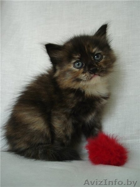 Сибирские котята от чемпионов - Изображение #2, Объявление #368058