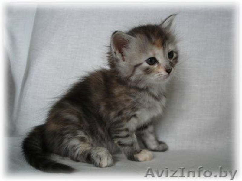 Сибирские котята от чемпионов - Изображение #5, Объявление #368058