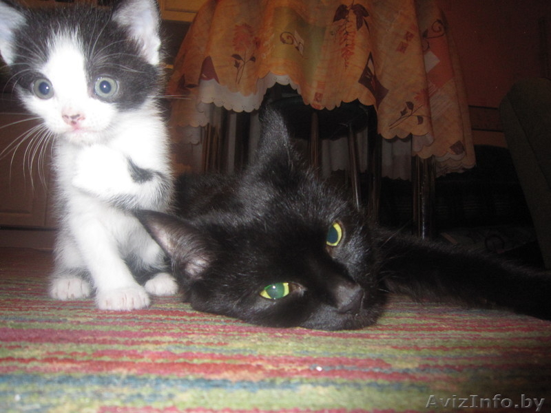 Котята в добрую семью - Изображение #2, Объявление #366754