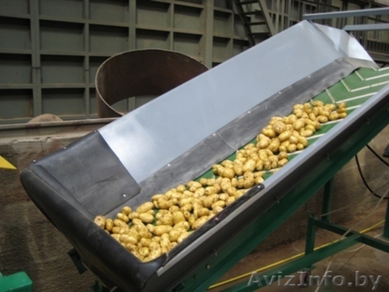оборудование-линия для переработки-мойки-сортировки-калибровки-фасовки овощей - Изображение #3, Объявление #353522