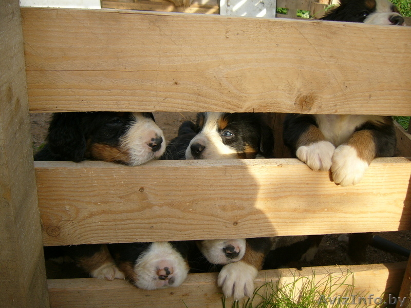 Качественные щенки Бернского зенненхунда - Изображение #1, Объявление #358610