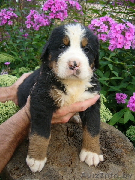 Качественные щенки Бернского зенненхунда - Изображение #2, Объявление #358610