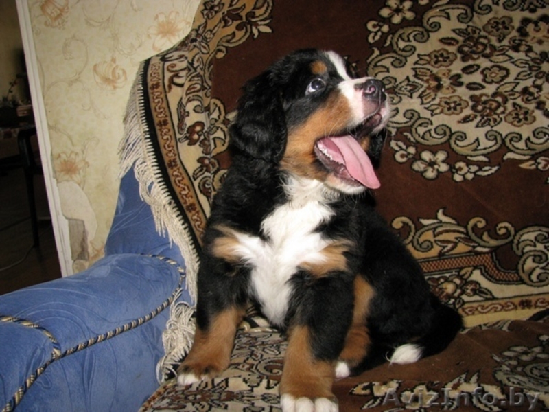 Щенки бернского зенненхунда с элитной родословной - Изображение #1, Объявление #341486