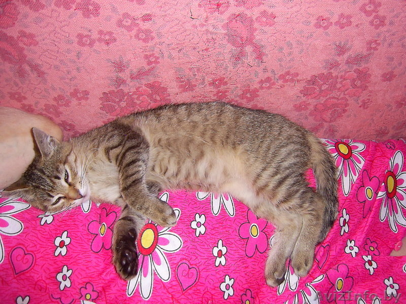 Самый ласковый и мурчащий котенок в дар  - Изображение #5, Объявление #347262