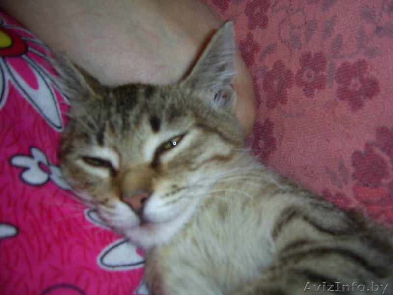 Самый ласковый и мурчащий котенок в дар  - Изображение #8, Объявление #347262