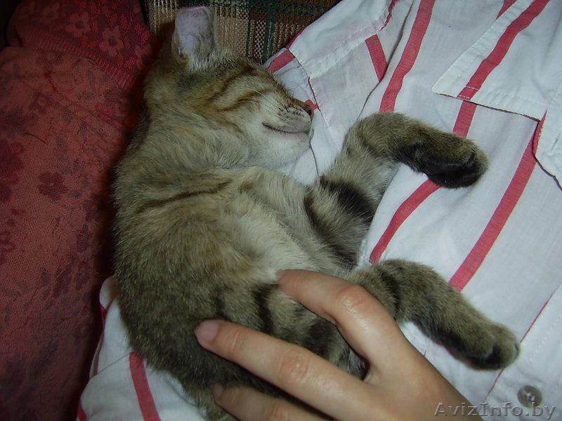 Самый ласковый и мурчащий котенок в дар  - Изображение #2, Объявление #347262