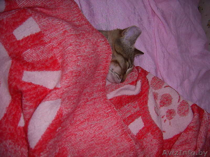 Самый ласковый и мурчащий котенок в дар  - Изображение #7, Объявление #347262