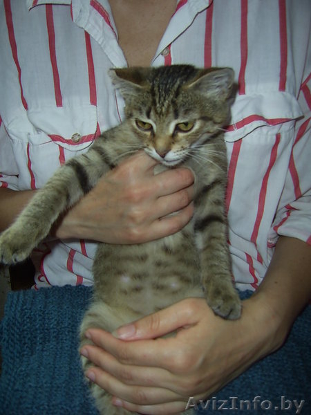 Самый ласковый и мурчащий котенок в дар  - Изображение #3, Объявление #347262