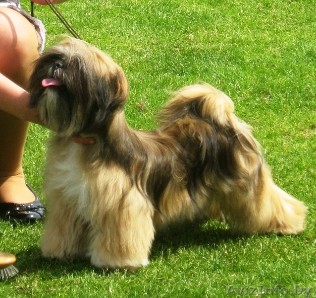 Щенки Лхаса Апсо - Изображение #2, Объявление #364608