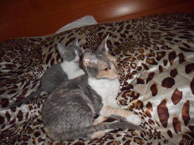 Котята корниш-рексы - Изображение #3, Объявление #361818