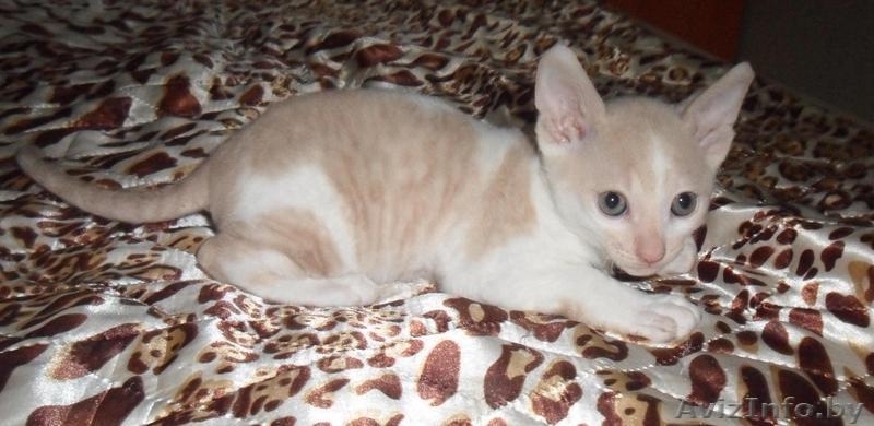 Котята корниш-рексы - Изображение #2, Объявление #361818