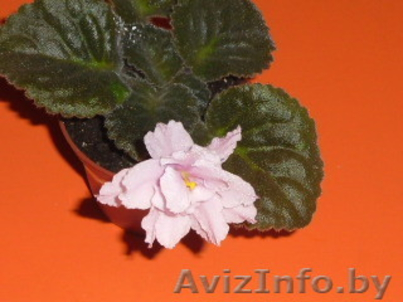 комнатные растения Курасовщина - Изображение #5, Объявление #340173