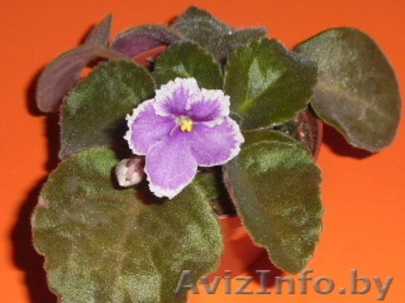 комнатные растения Курасовщина - Изображение #6, Объявление #340173