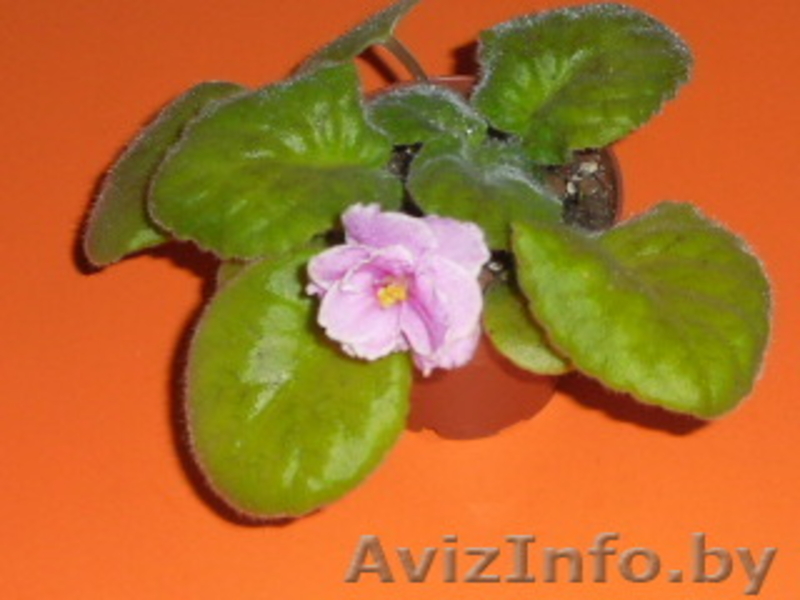 комнатные растения Курасовщина - Изображение #7, Объявление #340173