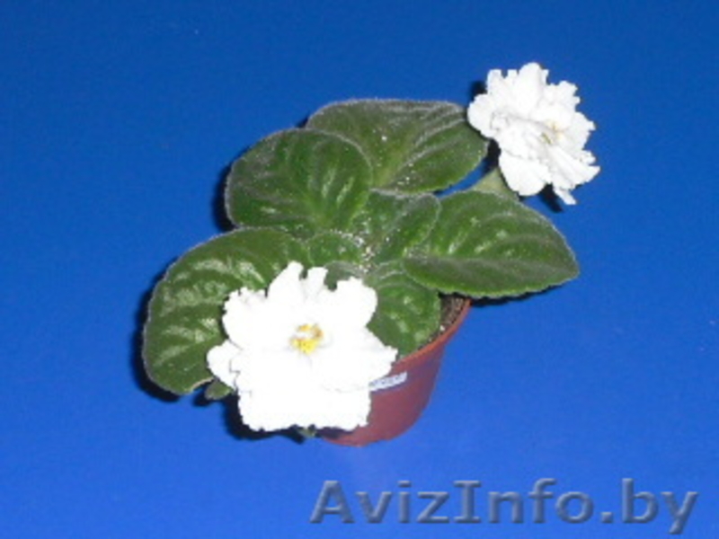 продам фиалки сортовые - Изображение #4, Объявление #367202