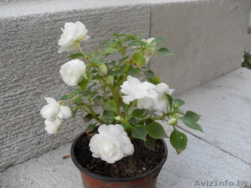 Бальзамин комнатный махровый - Изображение #7, Объявление #48972