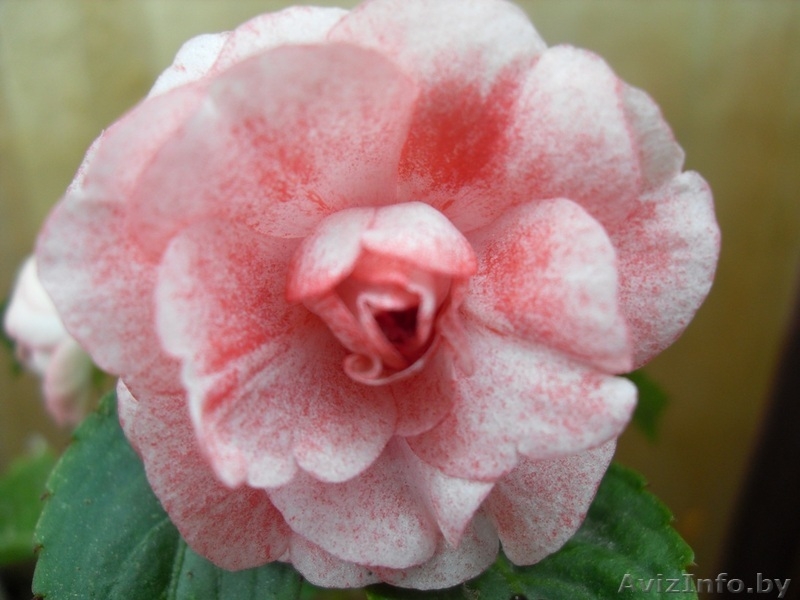 Бальзамин комнатный махровый - Изображение #8, Объявление #48972