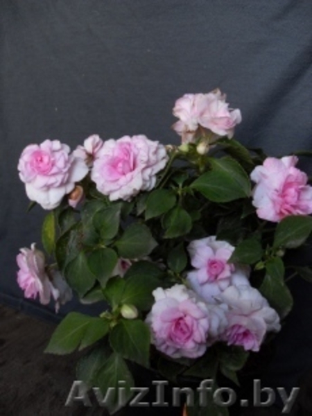 Бальзамин комнатный махровый - Изображение #6, Объявление #48972