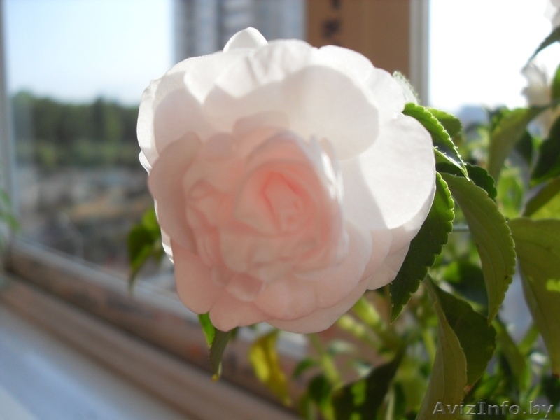 Бальзамин комнатный махровый - Изображение #4, Объявление #48972