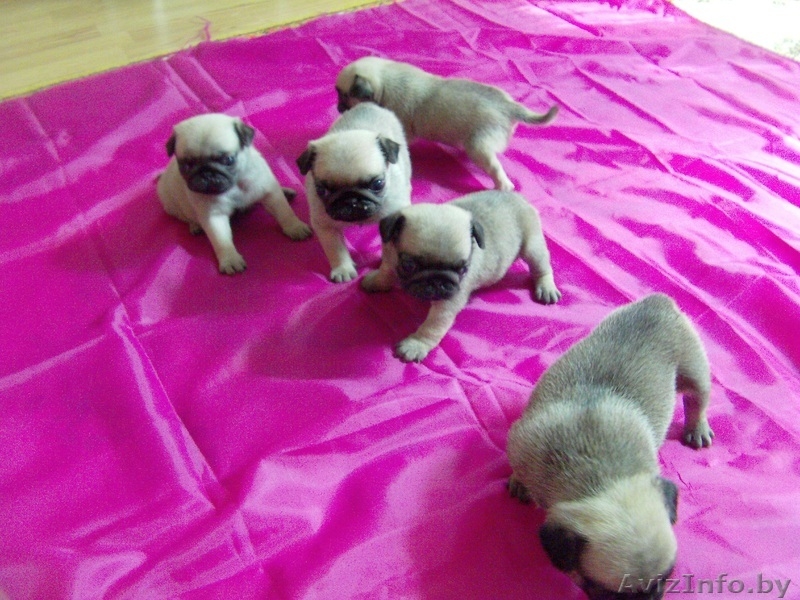 Мопса щенки продажа Минск - Изображение #2, Объявление #353625