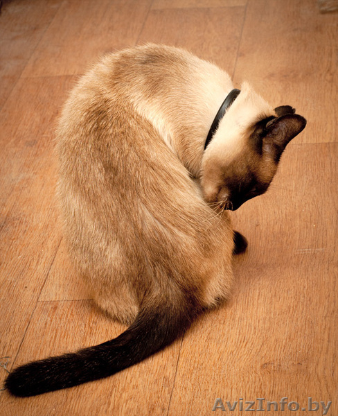 Бунси – шикарная кошка с хорошими манерами - Изображение #3, Объявление #344171