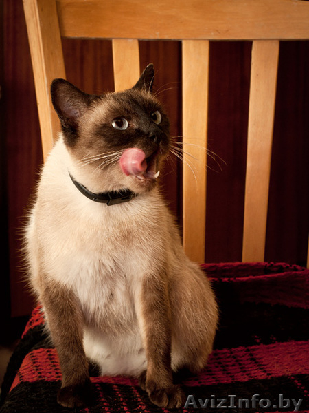 Бунси – шикарная кошка с хорошими манерами - Изображение #1, Объявление #344171