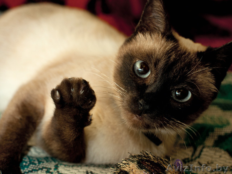 Бунси – шикарная кошка с хорошими манерами - Изображение #6, Объявление #344171